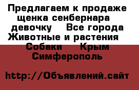 Предлагаем к продаже щенка сенбернара - девочку. - Все города Животные и растения » Собаки   . Крым,Симферополь
